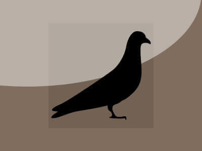 DÉPIGEONNISATION